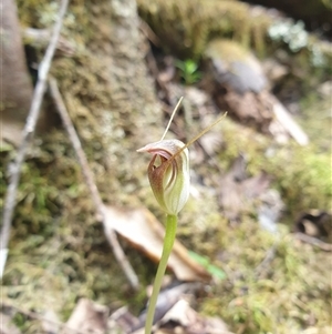 Pterostylis pedunculata (Maroonhood) at Sandy Bay, TAS by Detritivore