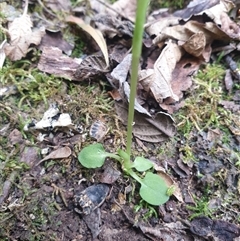 Pterostylis pedunculata at Sandy Bay, TAS - suppressed