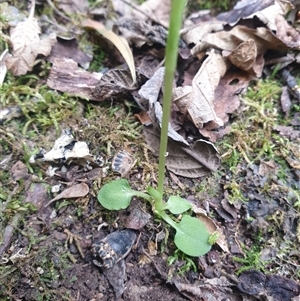 Pterostylis pedunculata at Sandy Bay, TAS - 5 Oct 2024