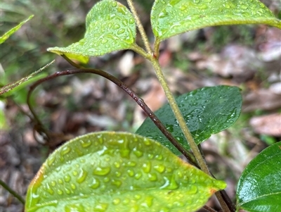 Rhodamnia rubescens (Scrub Turpentine, Brown Malletwood) at Lorne, NSW - 19 Oct 2024 by Butlinz