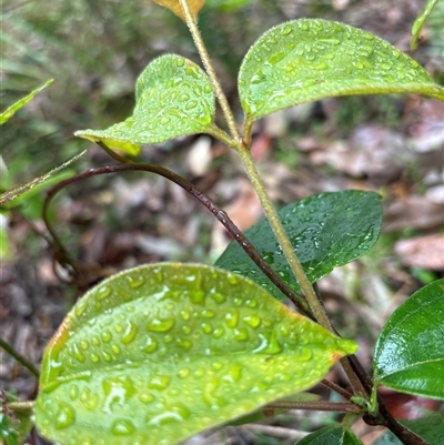 Rhodamnia rubescens (Scrub Turpentine, Brown Malletwood) at Lorne, NSW - 20 Oct 2024 by Butlinz