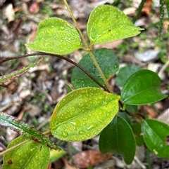 Rhodamnia rubescens at Lorne, NSW - suppressed