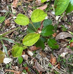 Rhodamnia rubescens at Lorne, NSW - suppressed