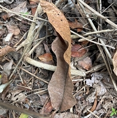 Diploglottis australis at Lorne, NSW - 20 Oct 2024