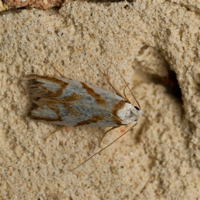 Oxythecta hieroglyphica (A scat moth) at Harrison, ACT - 19 Oct 2024 by DPRees125