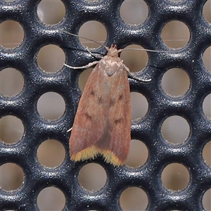 Tachystola acroxantha at Turner, ACT - 17 Oct 2024