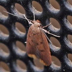 Tachystola acroxantha at Turner, ACT - 17 Oct 2024 08:32 PM