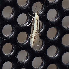 Opogona stenocraspeda (Tineidae) at Turner, ACT - 18 Oct 2024 by ConBoekel