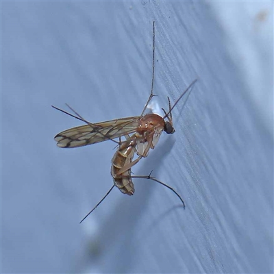 Pyrtaula sp. (genus) (a fungus gnat) at Turner, ACT - 18 Oct 2024 by ConBoekel