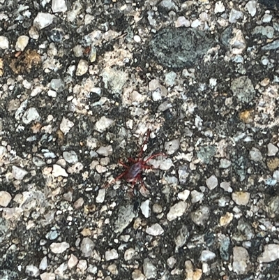 Rainbowia sp. (genus) (A mite) at Garran, ACT - 19 Oct 2024 by Medha