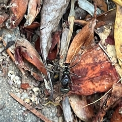 Iridomyrmex purpureus (Meat Ant) at Garran, ACT - 19 Oct 2024 by Medha