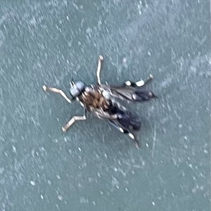 Stratiomyidae (family) at Garran, ACT - 19 Oct 2024 06:24 PM