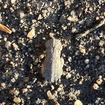 Ledromorpha planirostris at Garran, ACT - 19 Oct 2024 by Medha