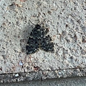 Halone coryphoea at Garran, ACT - 19 Oct 2024 06:58 PM