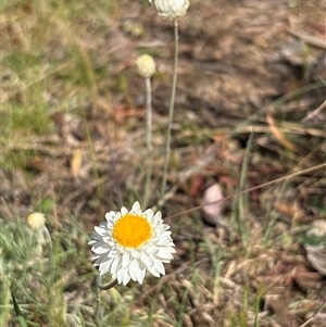 Leucochrysum albicans subsp. tricolor at Queanbeyan West, NSW - 29 Sep 2024