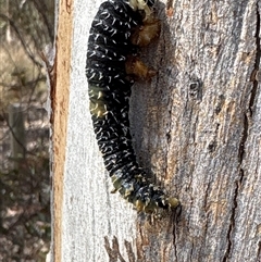 Perginae sp. (subfamily) (Unidentified pergine sawfly) at Queanbeyan West, NSW - 29 Sep 2024 by MrsCinTheCap