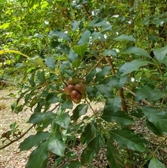 Synoum glandulosum (Scentless Rosewood) at Kangaroo Valley, NSW - 20 Oct 2024 by don@kerrigan.net