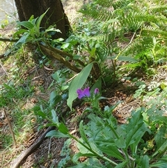 Synoum glandulosum at Kangaroo Valley, NSW - 20 Oct 2024