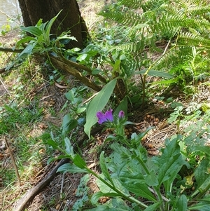 Synoum glandulosum at Kangaroo Valley, NSW - 20 Oct 2024