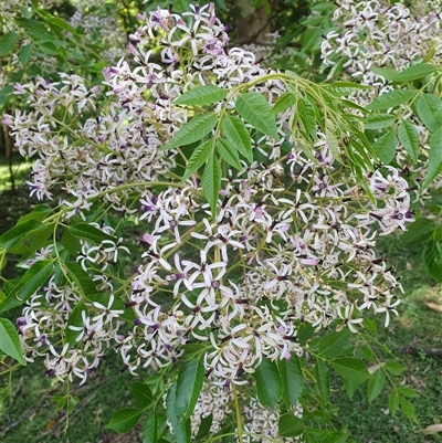 Melia azedarach (White Cedar) at Kangaroo Valley, NSW - 20 Oct 2024 by don@kerrigan.net