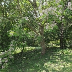 Melia azedarach (White Cedar) at Kangaroo Valley, NSW - 19 Oct 2024 by don@kerrigan.net