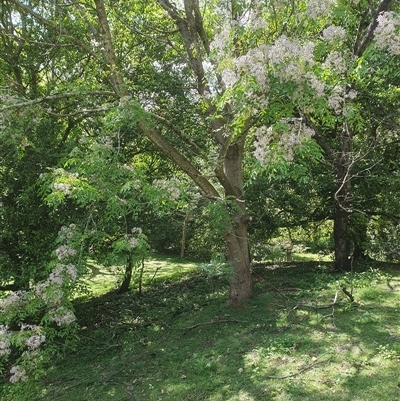 Melia azedarach (White Cedar) at Kangaroo Valley, NSW - 20 Oct 2024 by don@kerrigan.net