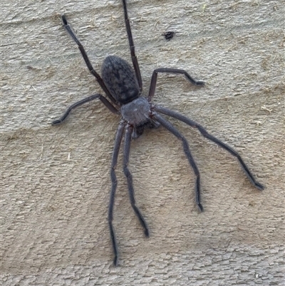 Delena cancerides (Social huntsman spider) at Mittagong, NSW - 17 Oct 2024 by Span102