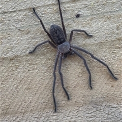 Delena cancerides at Mittagong, NSW - suppressed