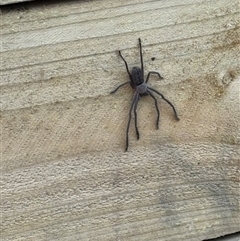 Delena cancerides at Mittagong, NSW - suppressed