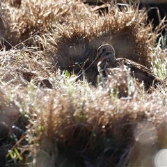 Gallinago hardwickii (Latham's Snipe) at Fyshwick, ACT - 20 Oct 2024 by JimL