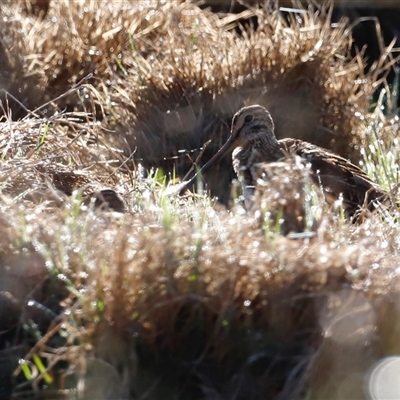 Gallinago hardwickii (Latham's Snipe) at Fyshwick, ACT - 19 Oct 2024 by JimL