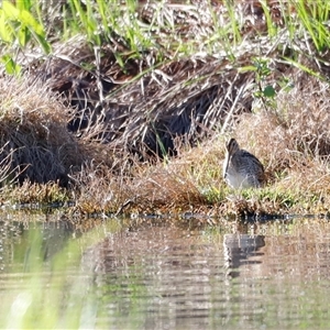 Gallinago hardwickii at Fyshwick, ACT - 20 Oct 2024