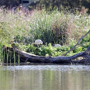 Threskiornis molucca at Fyshwick, ACT - 20 Oct 2024