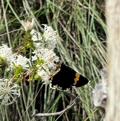 Eutrichopidia latinus at Mittagong, NSW - suppressed