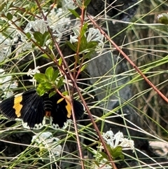 Eutrichopidia latinus at Mittagong, NSW - suppressed