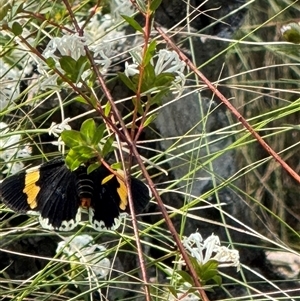 Eutrichopidia latinus at Mittagong, NSW - suppressed