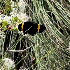 Eutrichopidia latinus at Mittagong, NSW - suppressed