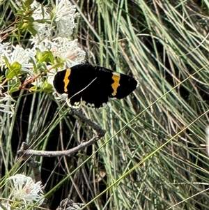 Eutrichopidia latinus at Mittagong, NSW - suppressed