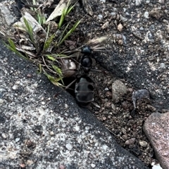 Iridomyrmex purpureus (Meat Ant) at Garran, ACT - 19 Oct 2024 by Medha