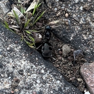 Iridomyrmex purpureus at Garran, ACT - 19 Oct 2024