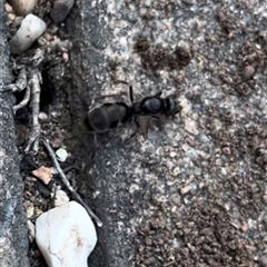 Iridomyrmex purpureus at Garran, ACT - 19 Oct 2024