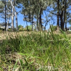 Vulpia bromoides (Squirrel-tail Fescue, Hair Grass) at Higgins, ACT - 20 Oct 2024 by MattM