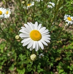 Leucanthemum vulgare (Ox-eye Daisy) at Scullin, ACT - 19 Oct 2024 by MattM