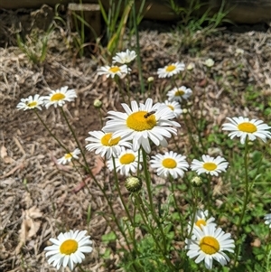 Leucanthemum vulgare at Scullin, ACT - 19 Oct 2024