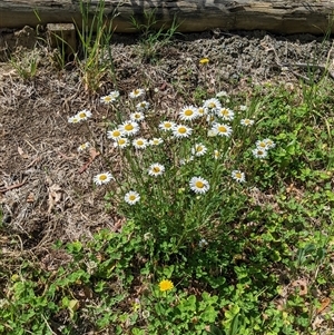 Leucanthemum vulgare at Scullin, ACT - 19 Oct 2024