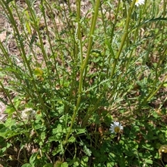 Leucanthemum vulgare at Scullin, ACT - 19 Oct 2024