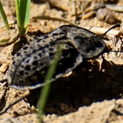 Helea ovata (Pie-dish beetle) at Weetangera, ACT - 20 Oct 2024 by Thurstan