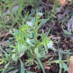 Buglossoides arvensis (Sheepweed) at Campbell, ACT - 20 Oct 2024 by SilkeSma