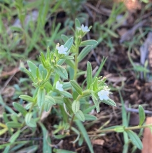 Buglossoides arvensis at Campbell, ACT - 20 Oct 2024