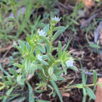 Buglossoides arvensis (Sheepweed) at Campbell, ACT - 20 Oct 2024 by SilkeSma